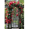 Japanese Climbing Rose Flower Seeds🌹🌸
