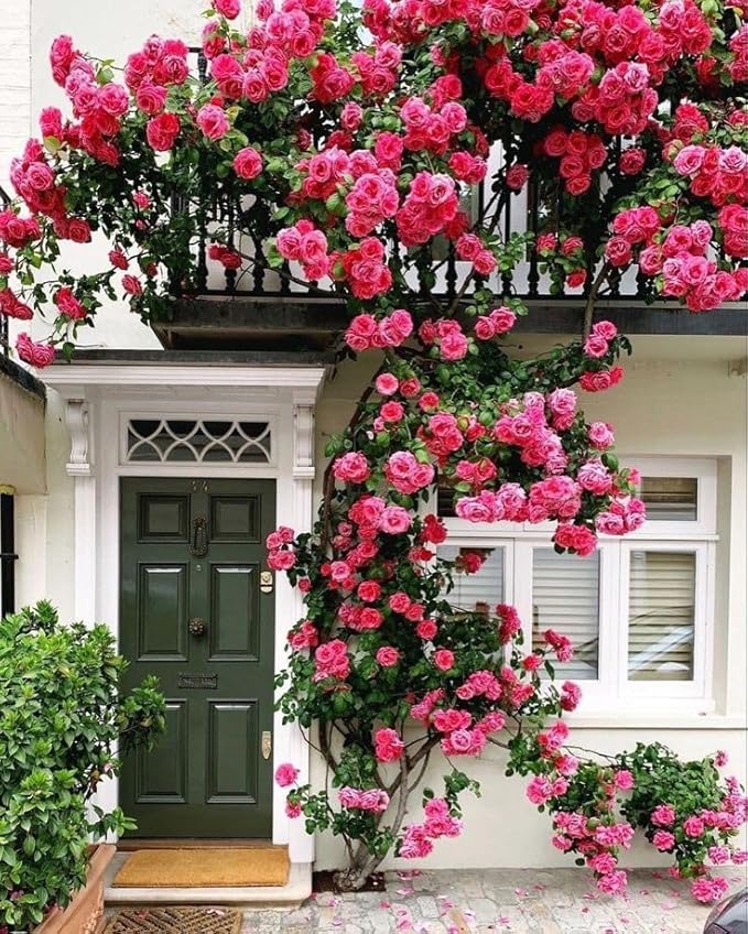 Japanese Climbing Rose Flower Seeds🌹🌸