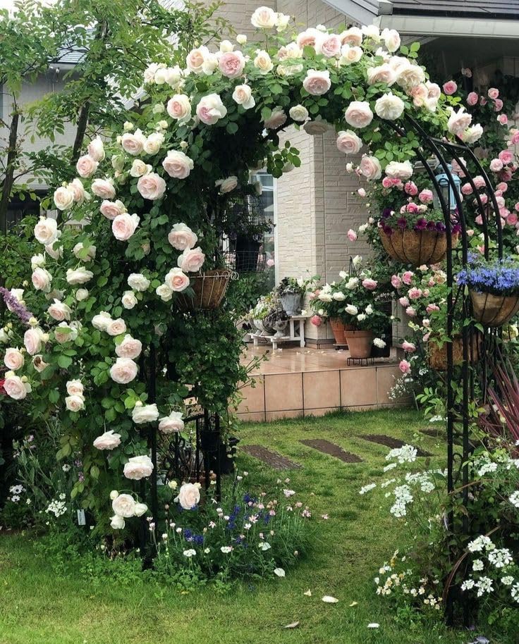 Japanese Climbing Rose Flower Seeds🌹🌸