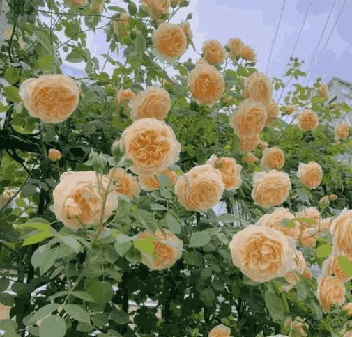 Japanese Climbing Rose Flower Seeds🌹🌸
