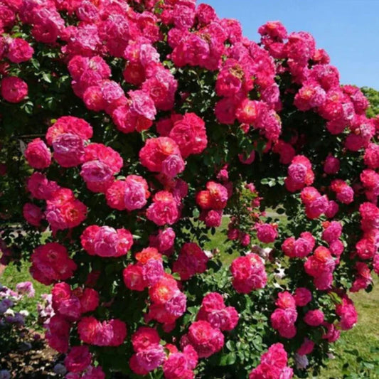 Japanese Climbing Rose Flower Seeds🌹🌸