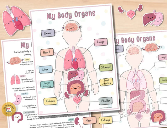Human Anatomy Busy Book