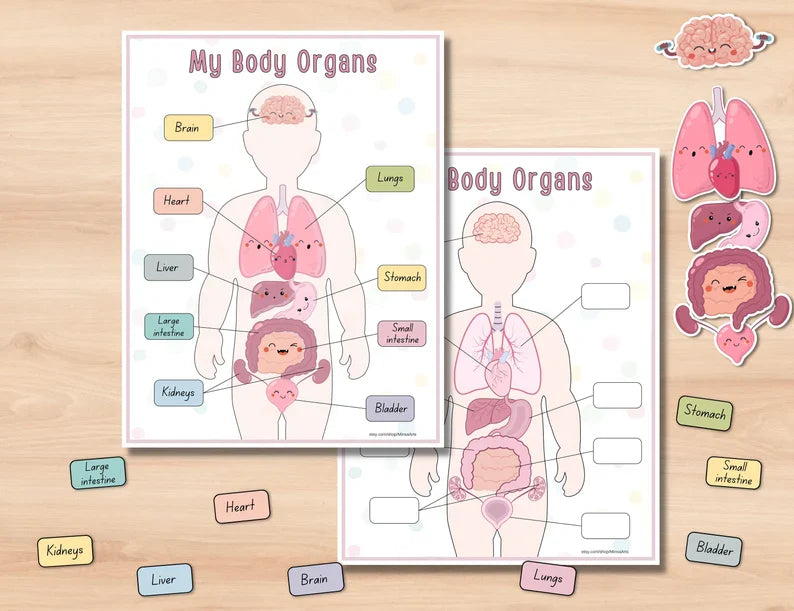 Human Anatomy Busy Book