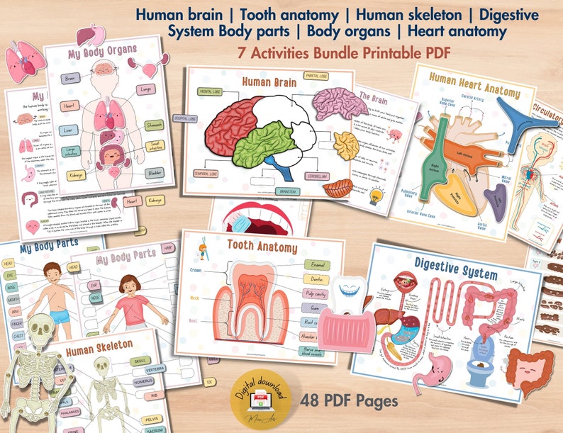 Human Anatomy Busy Book
